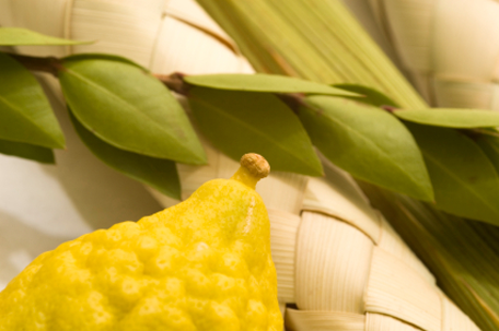 Lulav and Etrog Set - Premium Quality
