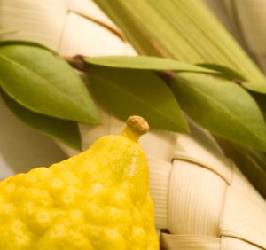 Lulav and Etrog Set - Premium Select